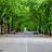 Зелената убавица од Кикинда меѓу најубавите 50 улици со дрворед во светот